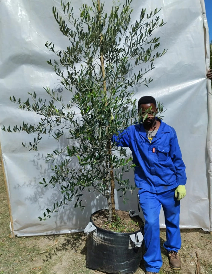 Olea europaea - Mission