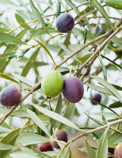 Olea europaea - Mission - 70 litre