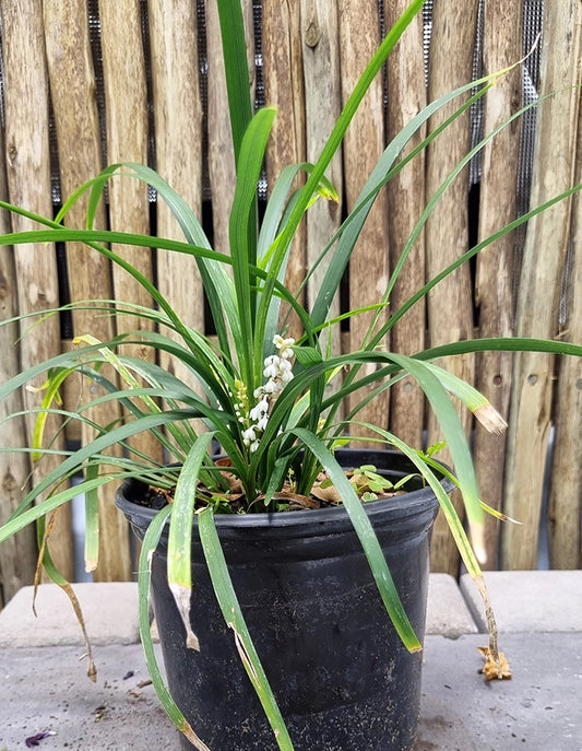 Ophiopogon jaburan