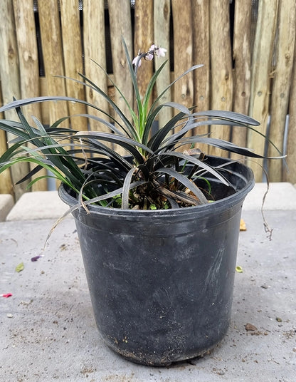 Ophiopogon planiscapus 'Black Dragon'