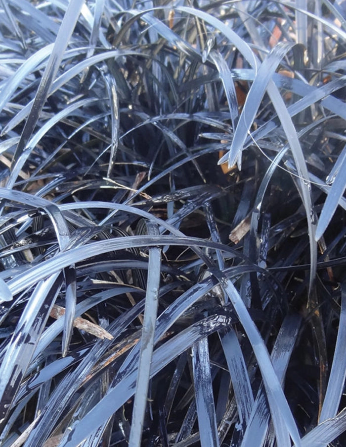 Ophiopogon planiscapus 'Black Dragon'