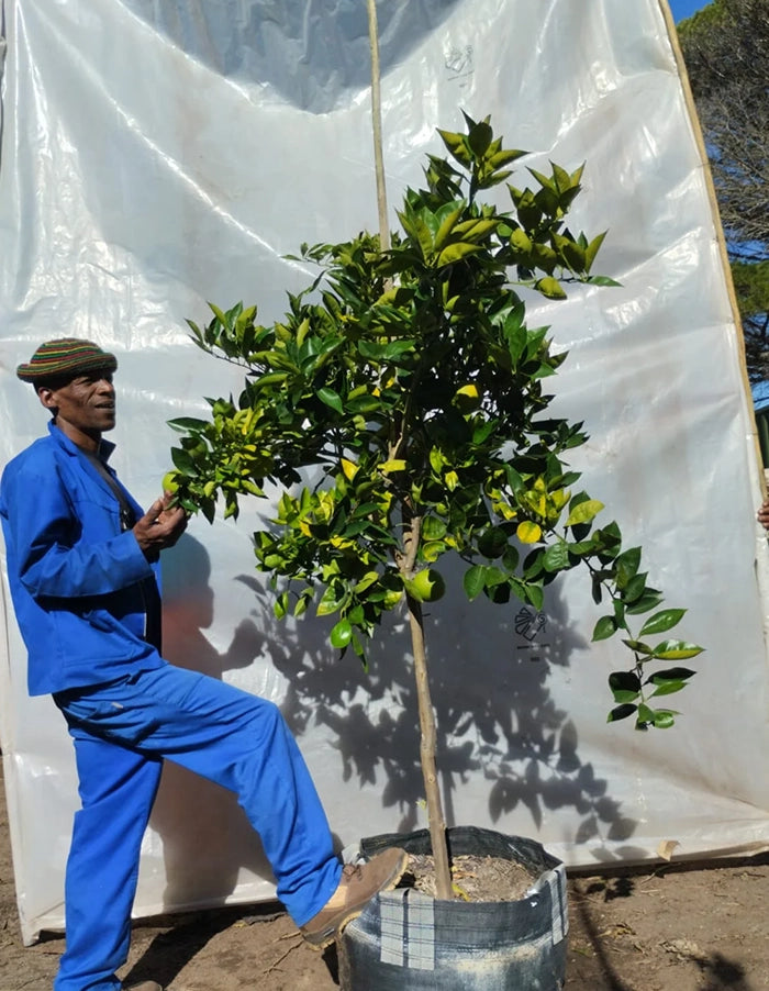 Orange - Navel Cara Cara (seedless)