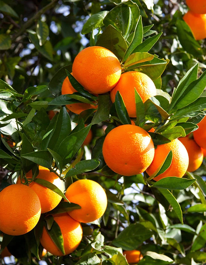 Orange - Navel Cara Cara (seedless) - 70 litre