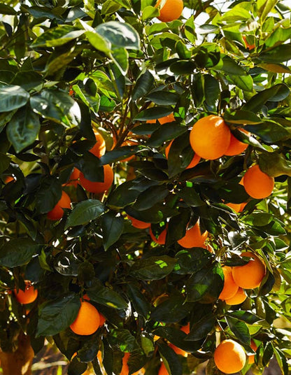 Orange - Navel Washington (seedless) - 70 litre