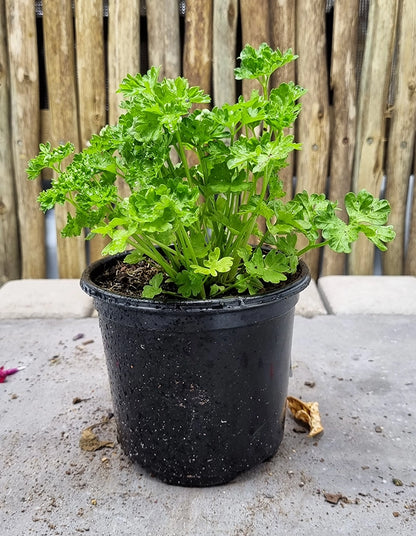 Parsley (Curled Moss)