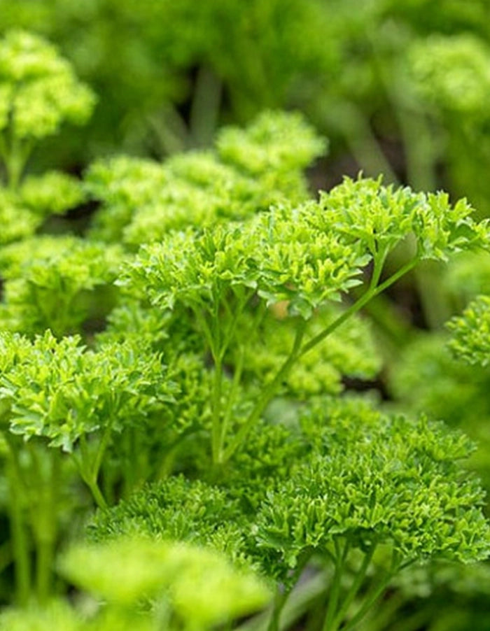 Parsley (Curled Moss)