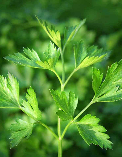 Parsley (Flat Leaf)