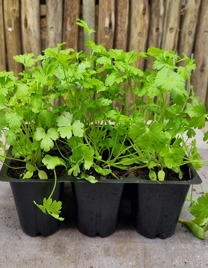 Parsley (Flat Leaf)