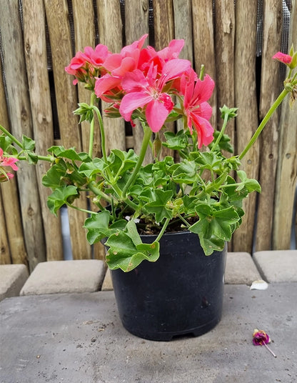 Pelargonium 'Tacari Pink'