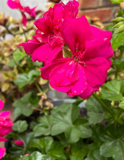 Pelargonium 'Tacari Pink'