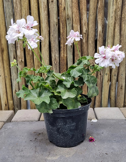 Pelargonium 'Tacari White with Red Eye'