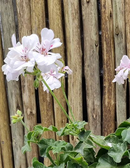 Pelargonium 'Tacari White with Red Eye'