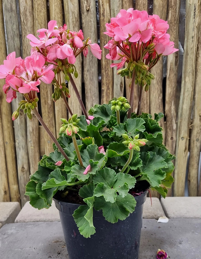 Pelargonium 'Turkana Light Pink'