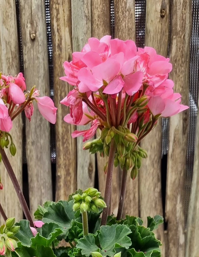 Pelargonium 'Turkana Light Pink'