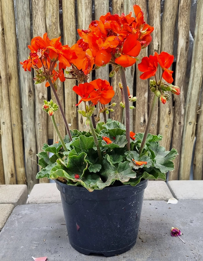 Pelargonium 'Turkana Orange'