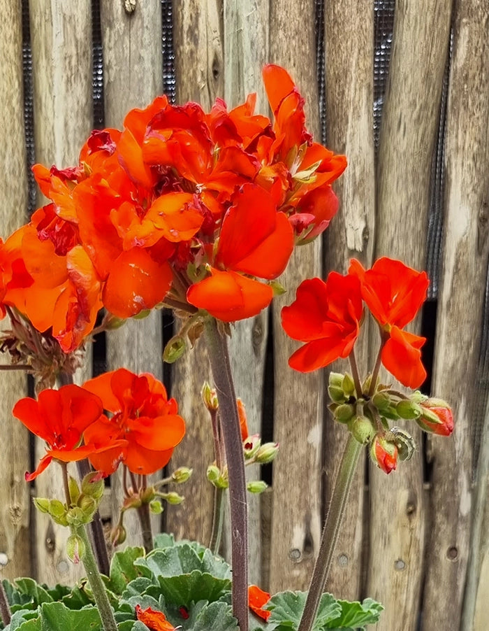 Pelargonium 'Turkana Orange'