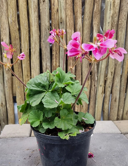 Pelargonium 'Turkana Raspberry Sizzle'