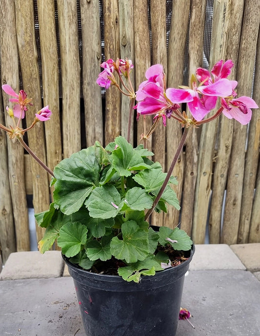 Pelargonium 'Turkana Raspberry Sizzle'