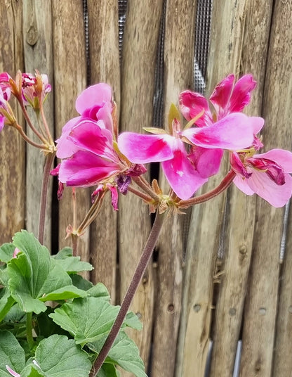 Pelargonium 'Turkana Raspberry Sizzle'