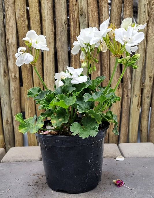 Pelargonium Turkana white