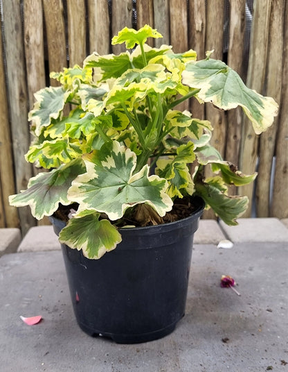 Pelargonium pelgardini 'Mrs Pollock'