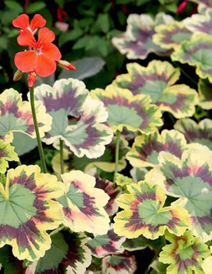 Pelargonium pelgardini 'Mrs Pollock'