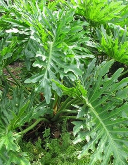 Phillodendron selloum