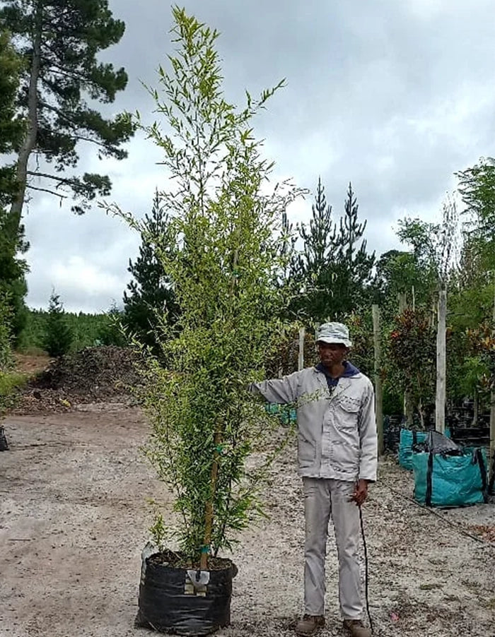 Phyllostachys nigra 'Loddiges' ex Lindley (Black Bamboo) - 70 litre