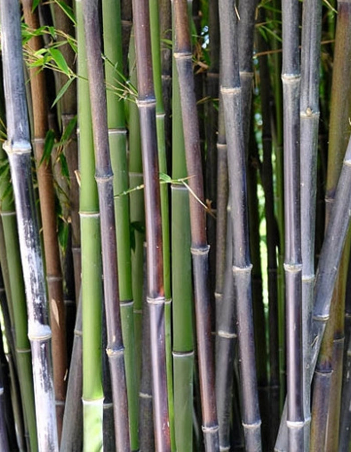 Phyllostachys nigra 'Loddiges' ex Lindley (Black Bamboo) - 70 litre