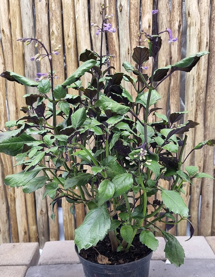 Plectranthus 'Mona Lavender'