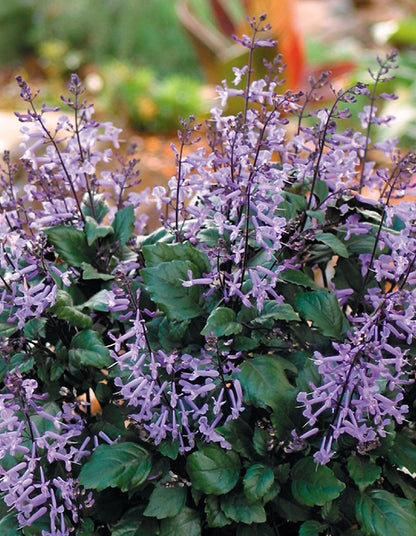 Plectranthus 'Mona Lavender'