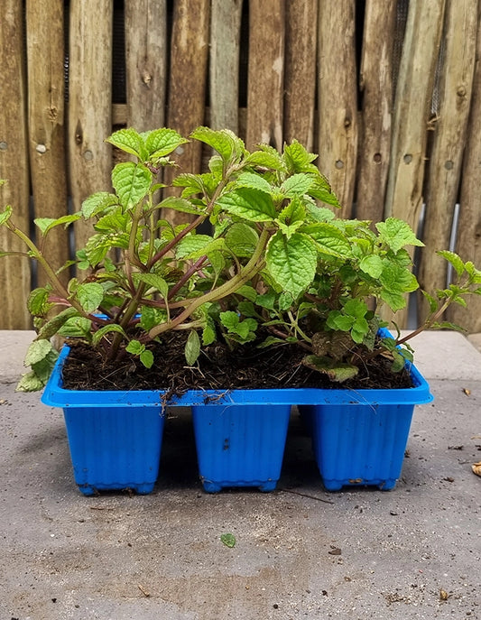 Plectranthus ciliatus Richard