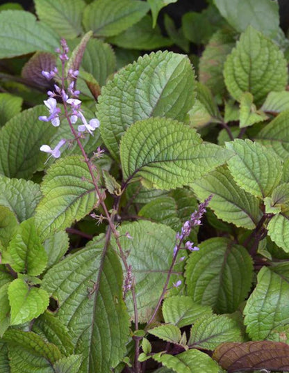 Plectranthus ciliatus Richard