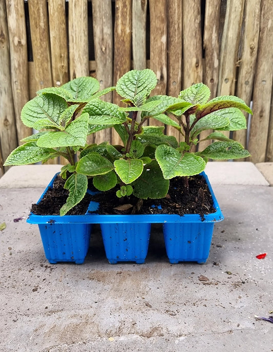 Plectranthus ciliatus white