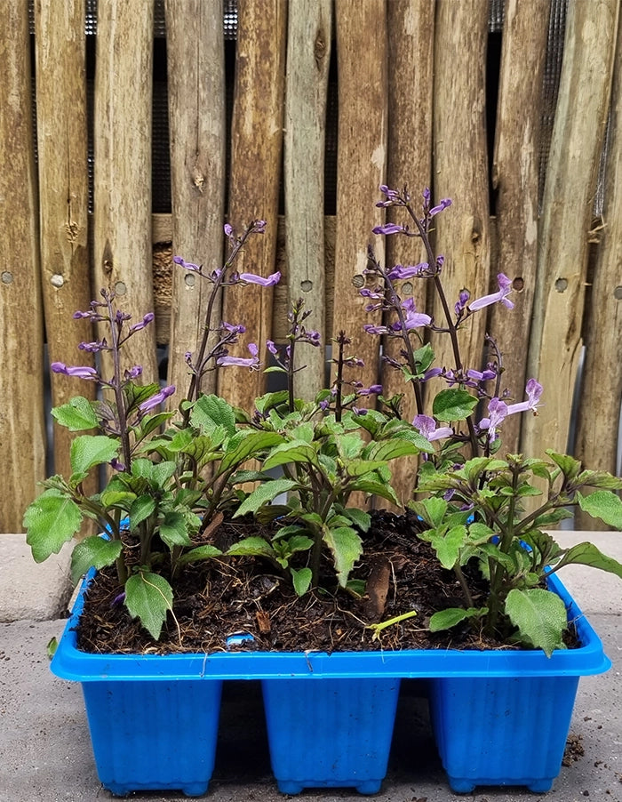 Plectranthus hilliardiae