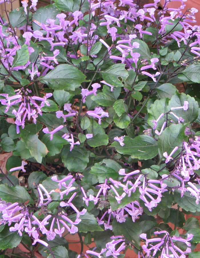 Plectranthus hilliardiae