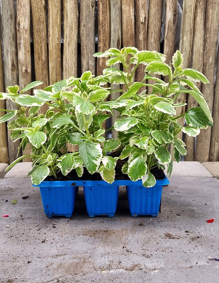 Plectranthus madagascariensis