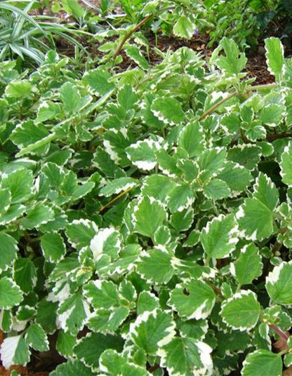 Plectranthus madagascariensis