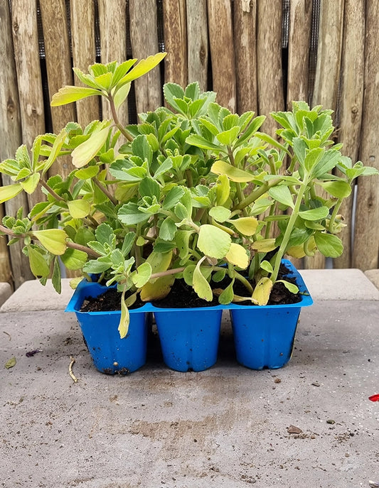 Plectranthus neochilus