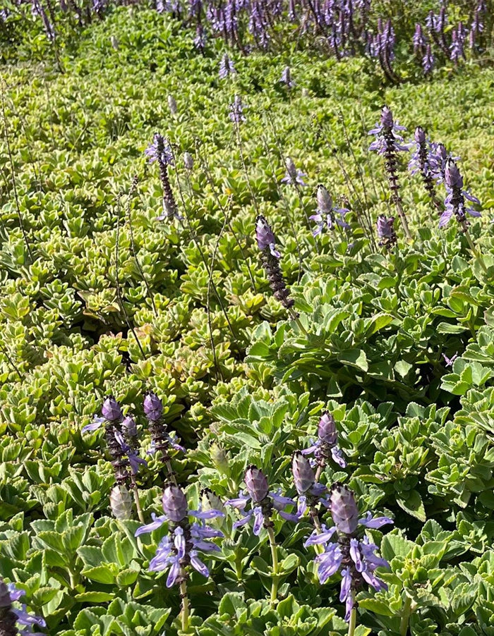 Plectranthus neochilus