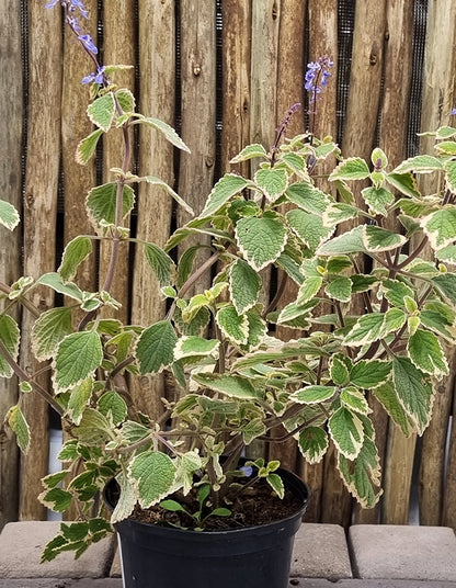 Plectranthus parviflorus 'Blue Spires'