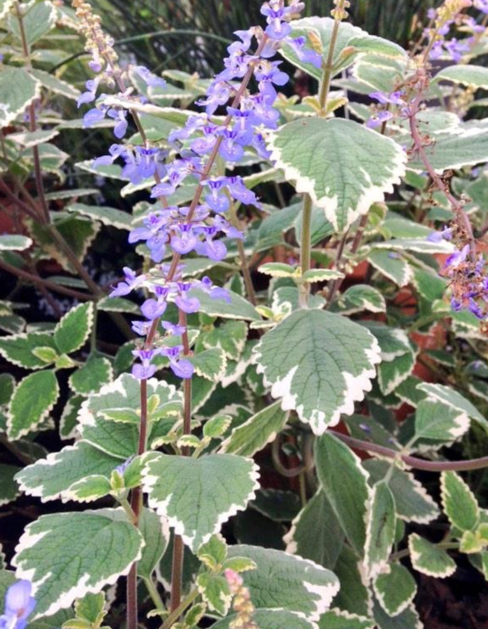 Plectranthus parviflorus 'Blue Spires'