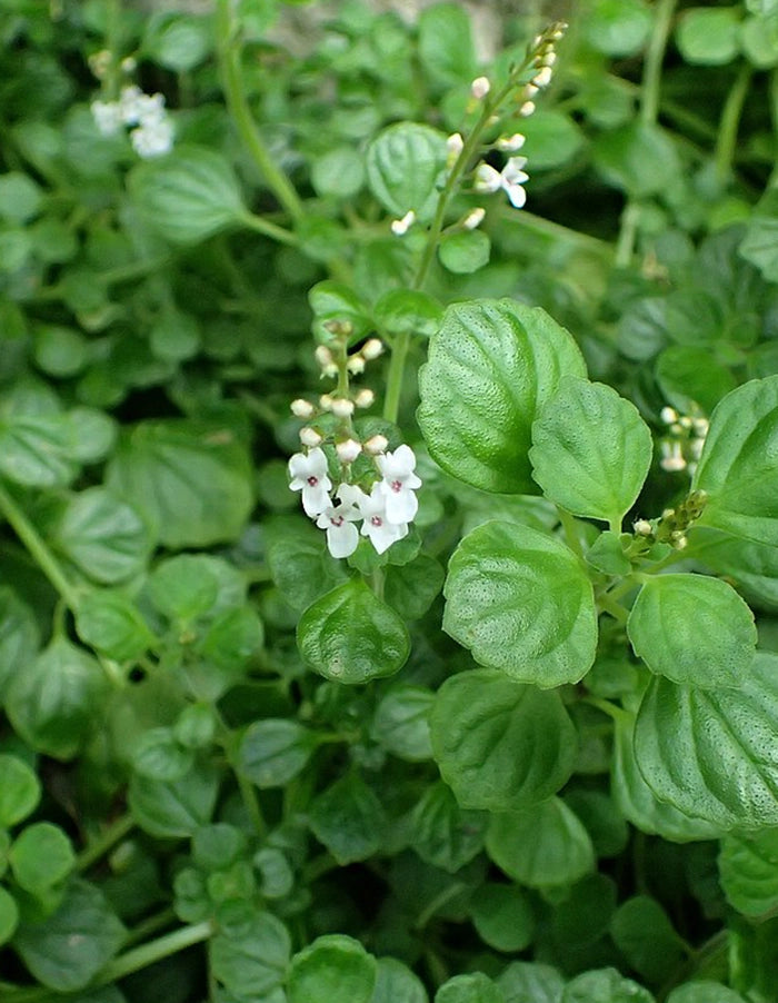 Plectranthus strigosus