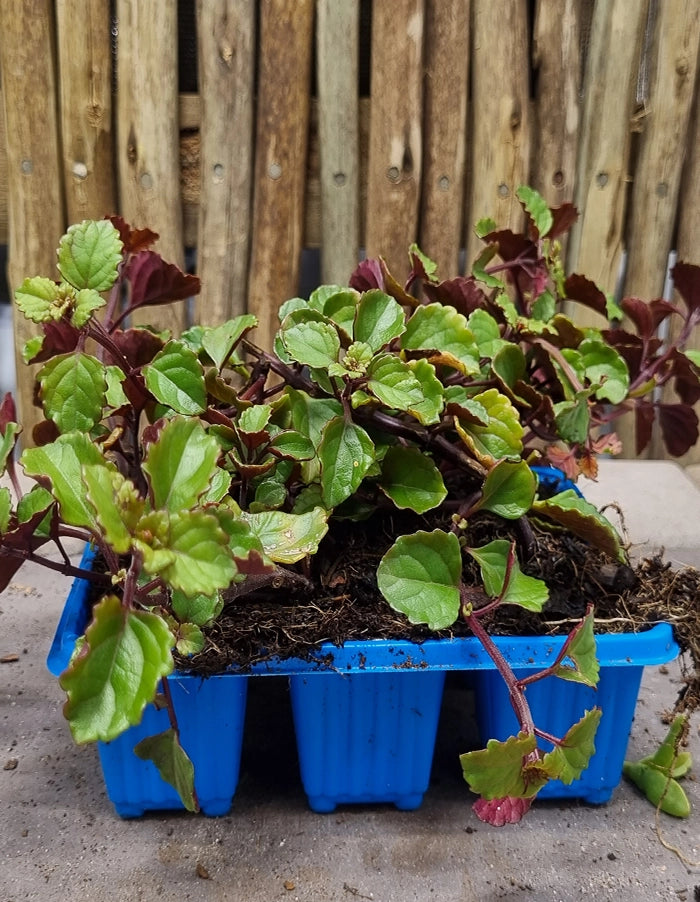 Plectranthus verticillatus