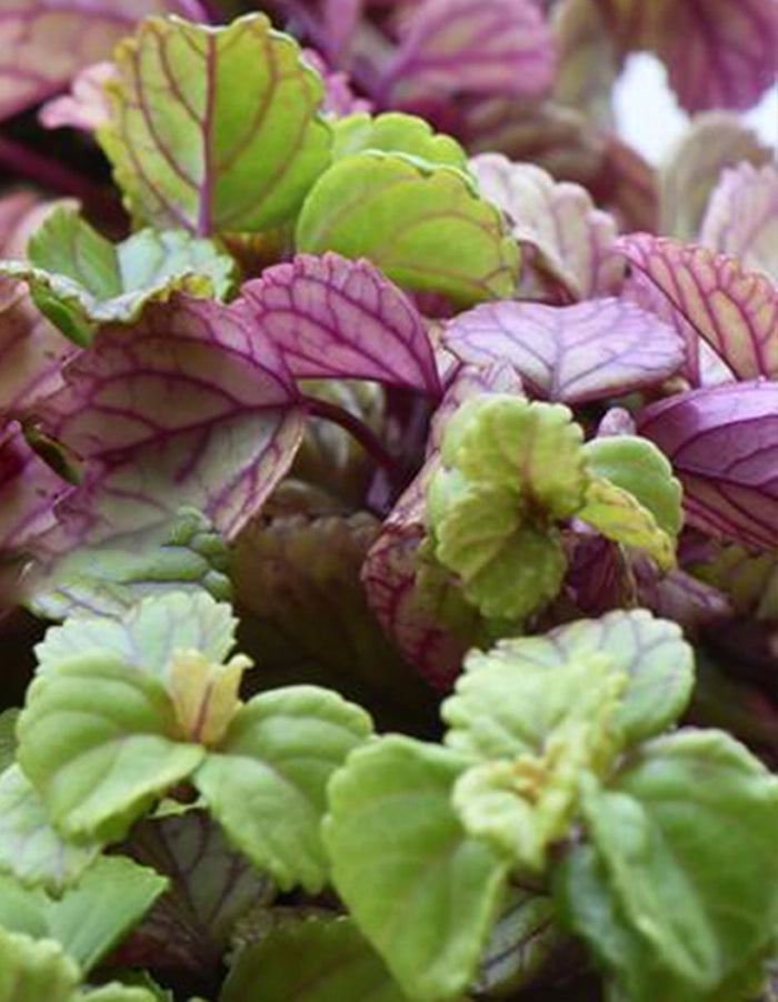 Plectranthus verticillatus