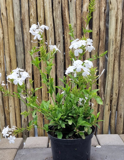 Plumbago auriculata 'Alba'