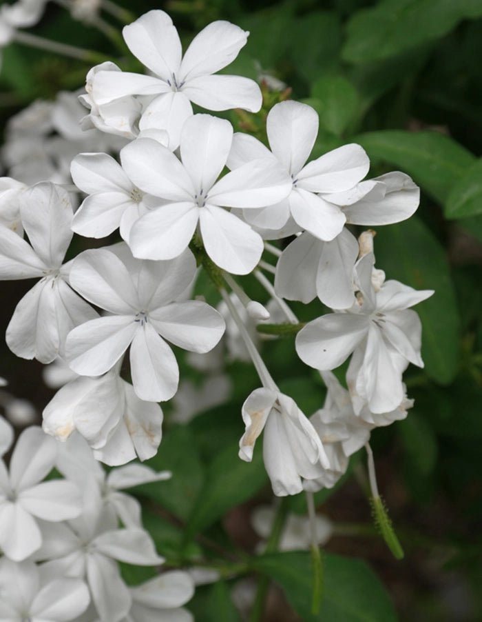 Plumbago auriculata 'Alba'