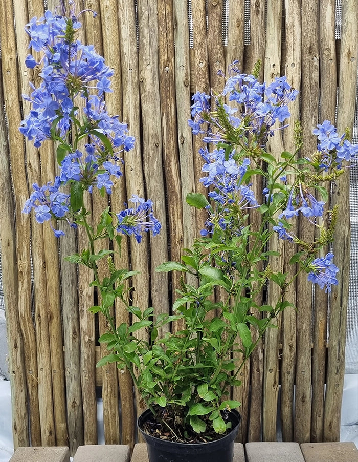 Plumbago auriculata 'Dark blue'