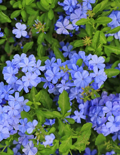 Plumbago auriculata 'Dark blue'