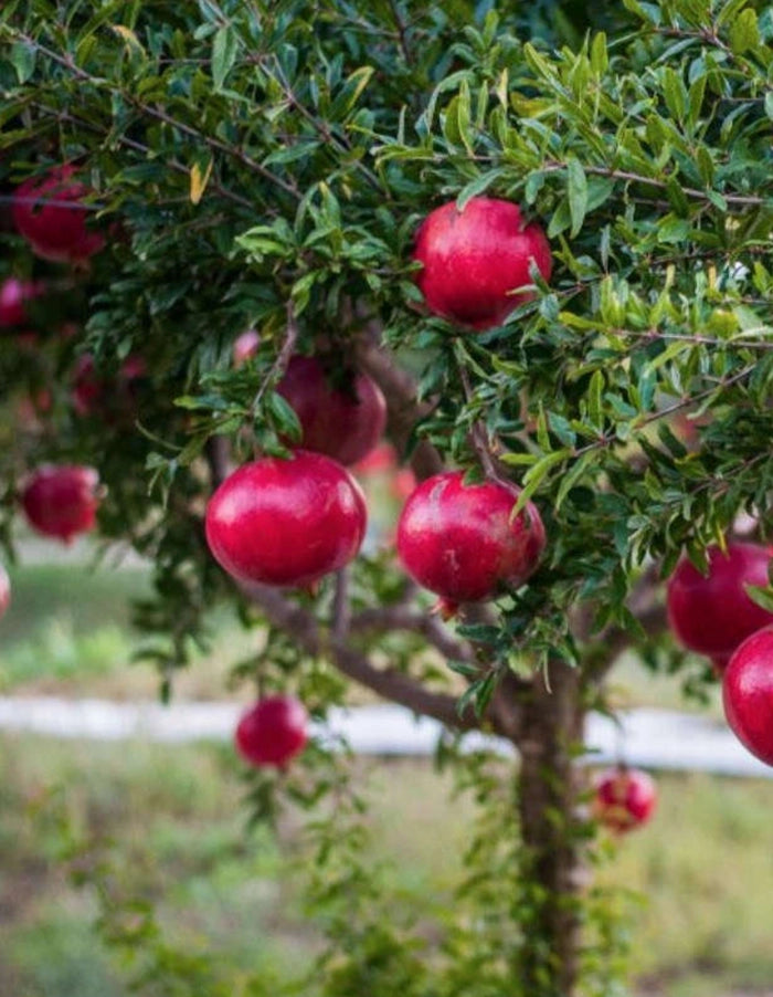 Pomegranite wonderful - 70 litre